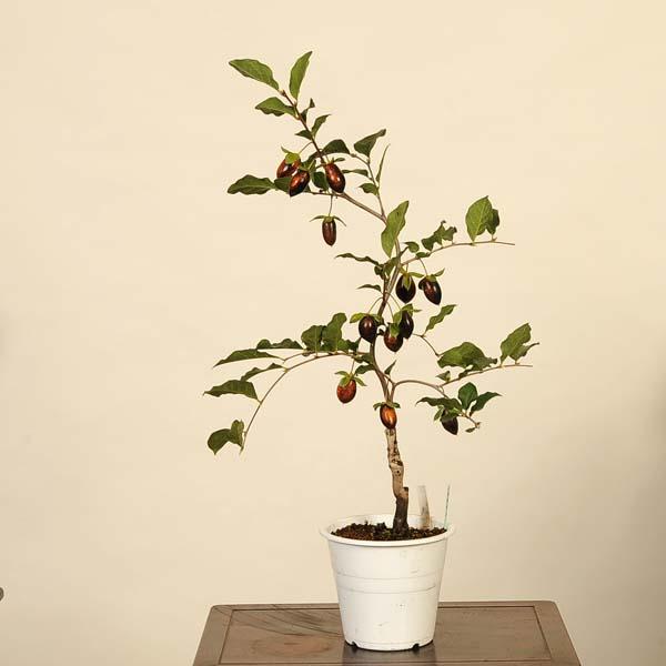 盆栽素材：老爺柿(黒鳳) 現品*ろうや柿 ロウヤ柿 ローヤ柿 Diospyros