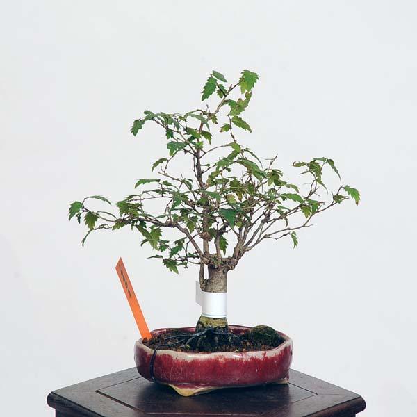 盆栽：欅(けやき) 現品*ケヤキ Zelkova serrata Keyaki bonsai ミニ