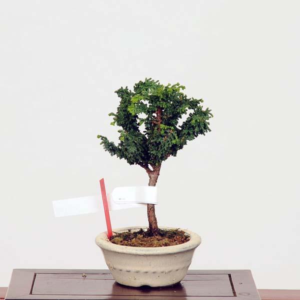 小品盆栽:石化桧(ひのき) 現品 *ヒノキ Hinoki bonsai :10003-22vr:遊恵盆栽 !店 通販 小品盆栽:石化桧(ひのき) 現品 *ヒノキ Hinoki bonsai