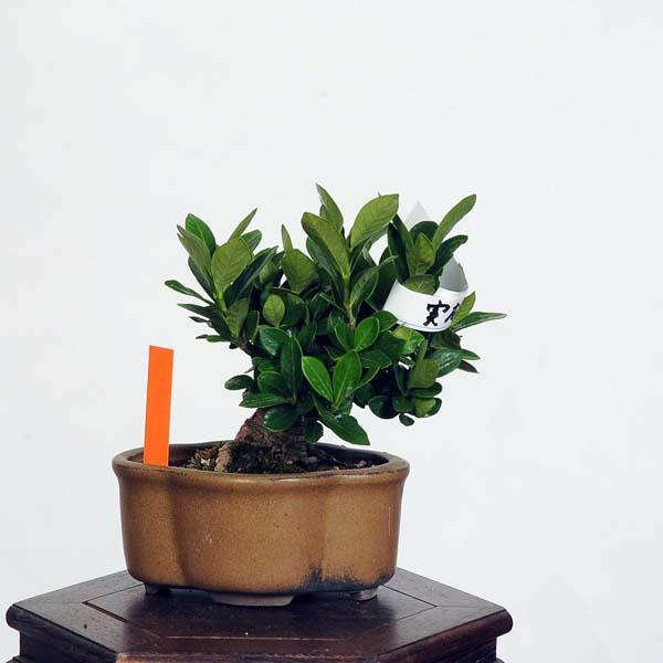 盆栽：実成梔子(くちなし) 現品*クチナシ Minarikuchinashi bonsai