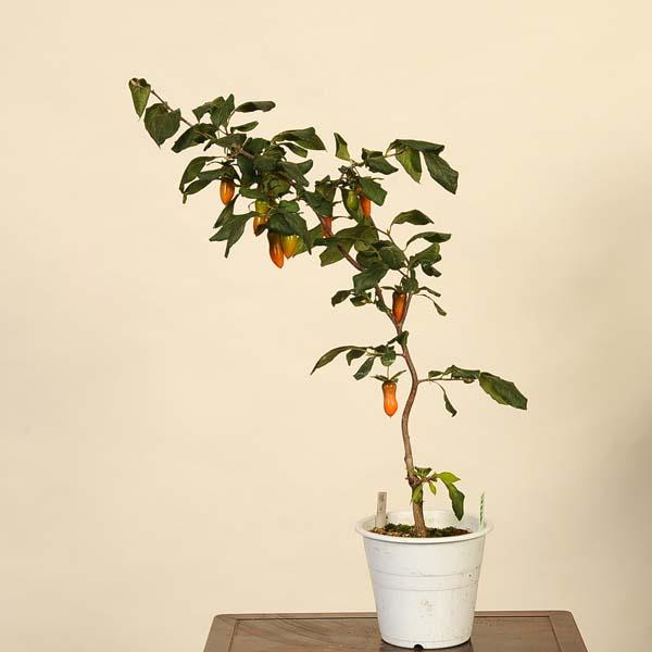 盆栽素材：老爺柿(福平) 現品*ろうや柿 ロウヤ柿 ローヤ柿 Diospyros