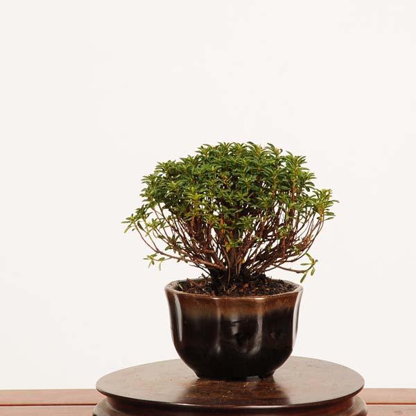 盆栽：早乙女小町(さつき) 現品*一点物 皐月 サツキ satsuki bonsai