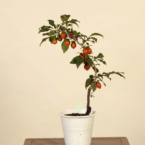 盆栽素材：老爺柿(秀吉) 現品*ろうや柿 ロウヤ柿 ローヤ柿 Diospyros