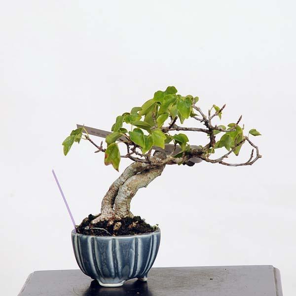 盆栽　宮様楓　樹高30cm 盆栽 宮様楓 樹高30cm