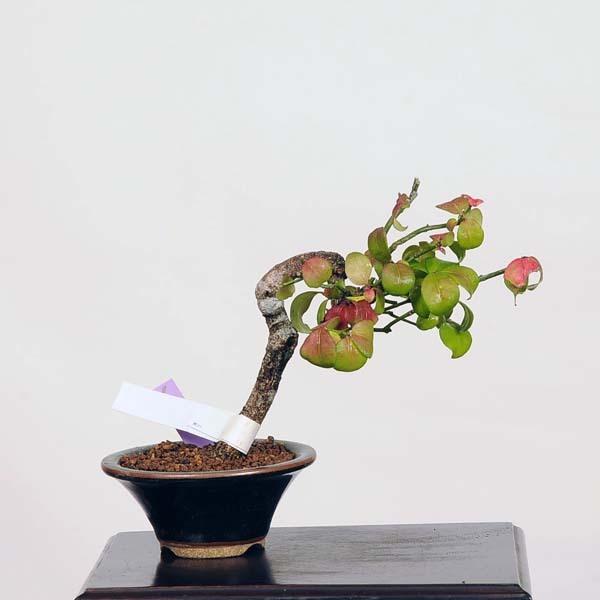 ミニ盆栽 こまゆみ 現品 コマユミ Komayumi送料無料 v 遊恵盆栽 Yahoo 店 通販 Yahoo ショッピング