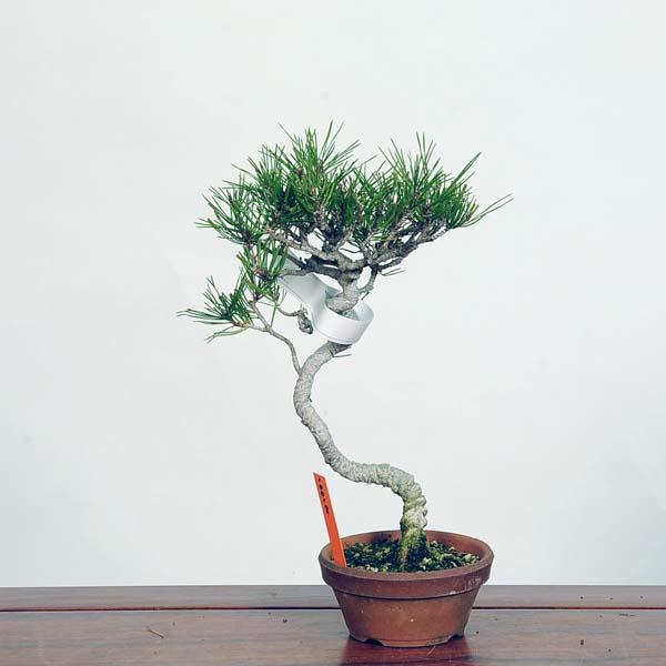 yukihiro　赤松　盆栽 盆栽 松 赤松 樹高 約27cm あかまつ Pinus densiflora アカマツ red