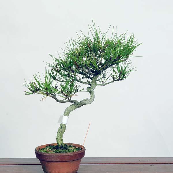 盆栽：赤松（アカマツ）*現品あかまつ Akamatsu bonsai 小品盆栽