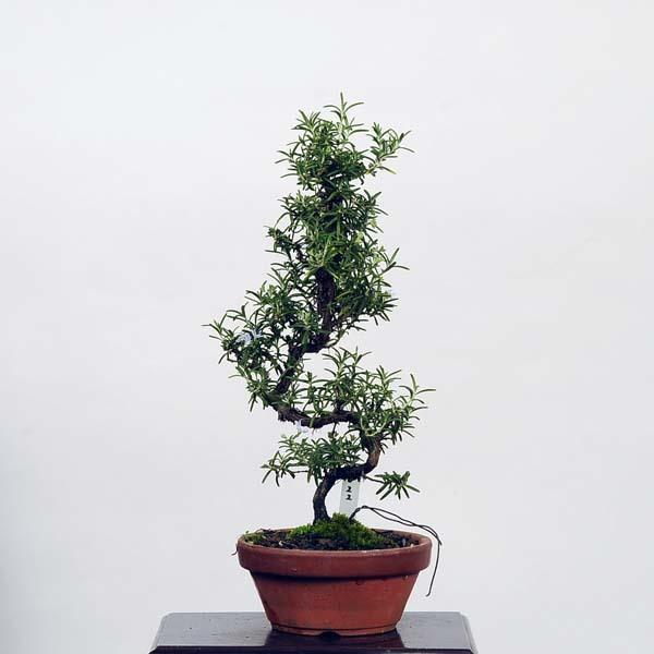 小品盆栽 ローズマリー 現品 送料無料 21v 遊恵盆栽 Yahoo 店 通販 Yahoo ショッピング