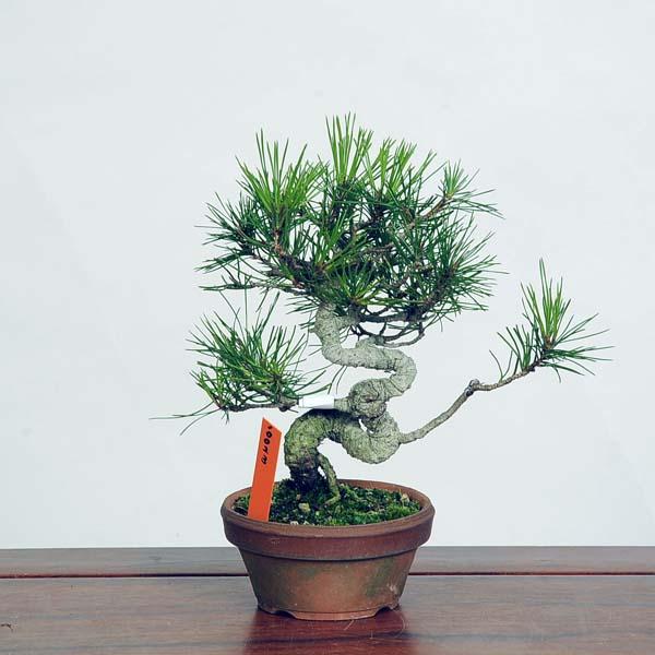 盆栽：赤松（アカマツ）*現品あかまつ Akamatsu bonsai 小品盆栽