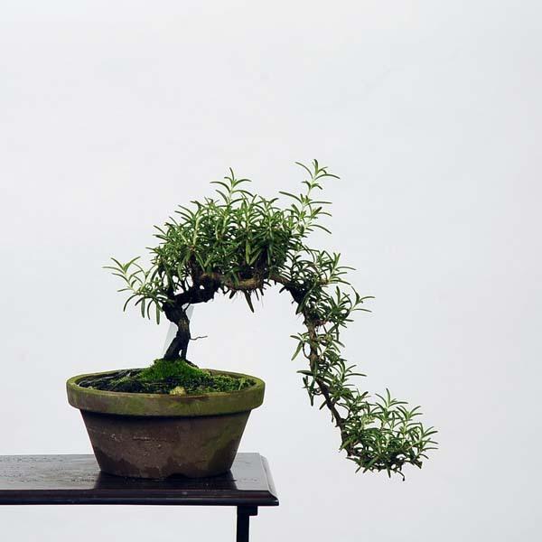 小品盆栽 ローズマリー 現品 送料無料 21v 遊恵盆栽 Yahoo 店 通販 Yahoo ショッピング