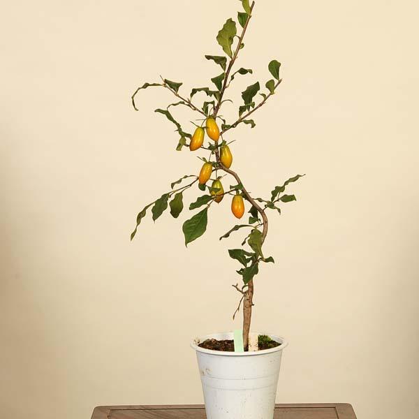 盆栽素材：老爺柿(一番星) 現品*ろうや柿 ロウヤ柿 ローヤ柿 Diospyros