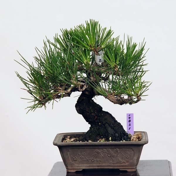 小品盆栽 三河黒松 現品 くろまつ クロマツ Kuromatsu 送料無料 v 遊恵盆栽 Yahoo 店 通販 Yahoo ショッピング