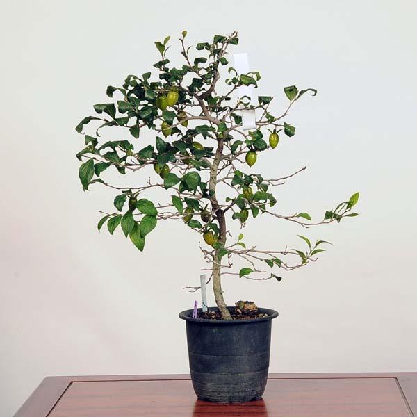 中品盆栽：ろうや柿(王冠) 現品*(プラスチック鉢)ロウヤ柿 送料無料