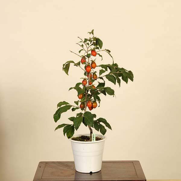 ‼️最終値下げ‼️老爺柿盆栽 最終値下げ‼️老爺柿盆栽 - メルカリ