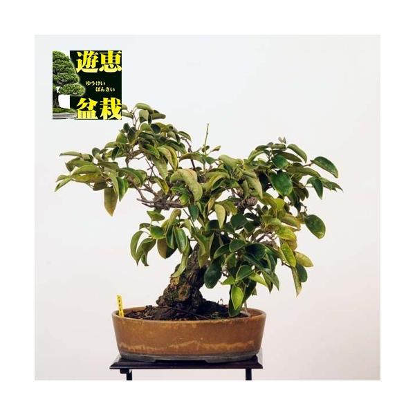 y-bonsai_10062-18v