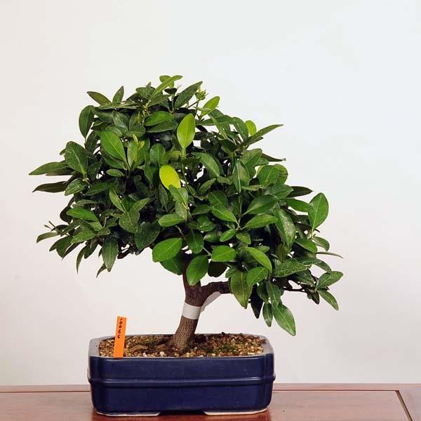 盆栽：橘(たちばな) 現品*タチバナ Tachibana bonsai 中品盆栽 : 遊恵