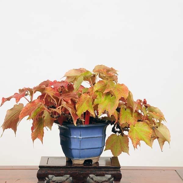 小品盆栽蔦 小品盆栽：蔦（ツタ） 現品*つた tsuta : 遊恵盆栽 Yahoo!店 - 通販