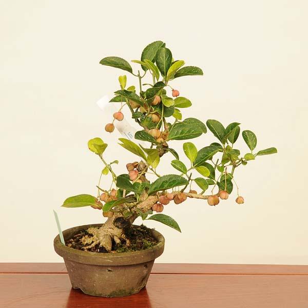 盆栽：真弓(まゆみ)現品*マユミ Euonymus hamiltonianus Mayumi bonsai