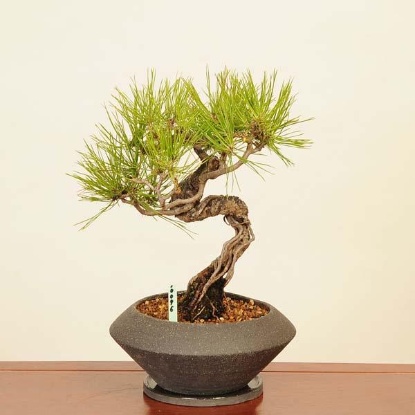 モダン盆栽 ：三河黒松 受け皿付* 男前シリーズ 現品 くろまつ
