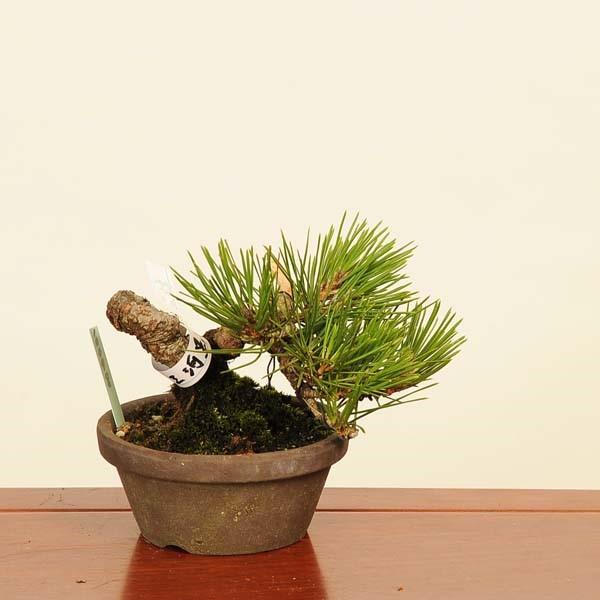 盆栽 ：三河黒松* 現品 くろまつ クロマツ Kuromatsu bonsai 小品盆栽