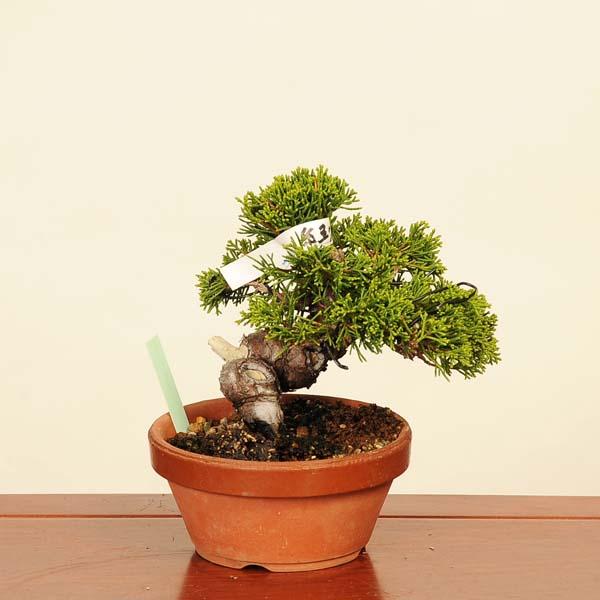 特選糸魚川真柏盆栽の魅力と育て方ガイド