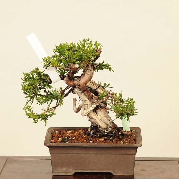 しんぱく小品盆栽です。　軽石植え　タヌキ盆栽です。値下げしました 盆栽：特選糸魚川真柏 現品* しんぱく シンパク Sabina chinesis