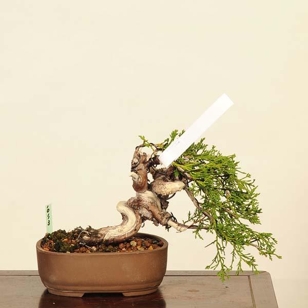 盆栽：特選糸魚川真柏 現品* しんぱく シンパク Sabina chinesis