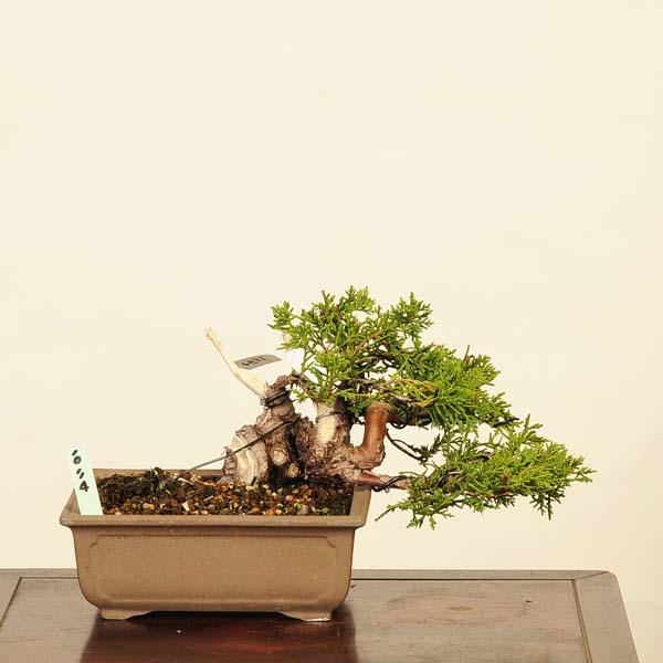 盆栽：特選糸魚川真柏 現品* しんぱく シンパク Sabina chinesis