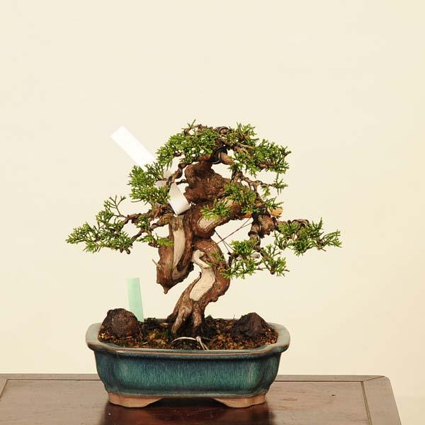 盆栽：特選糸魚川真柏 現品* しんぱく シンパク Sabina chinesis