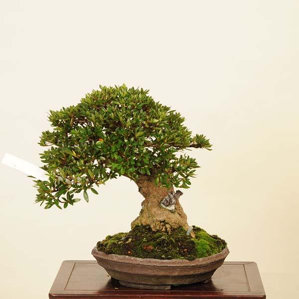 盆栽 特選：皐月(大盃)現品*さつき サツキ Rhododendron indicum