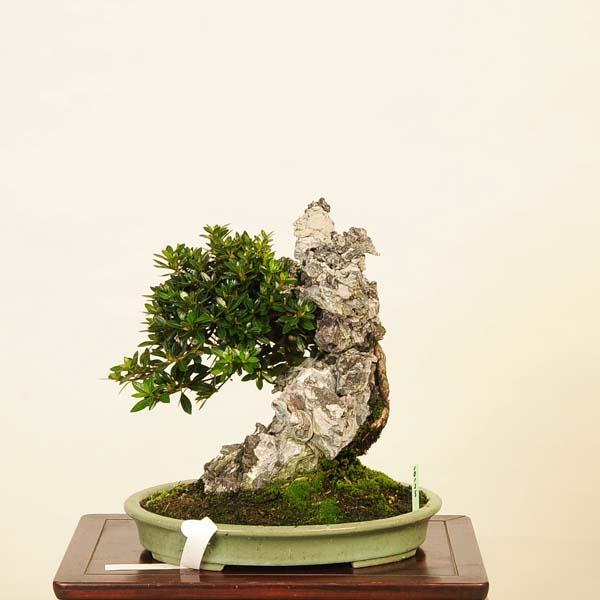 【完売】①さつき　盆栽　石付き 盆栽 特選：皐月石付 現品*さつき サツキ Satsuki bonsai 中品盆栽