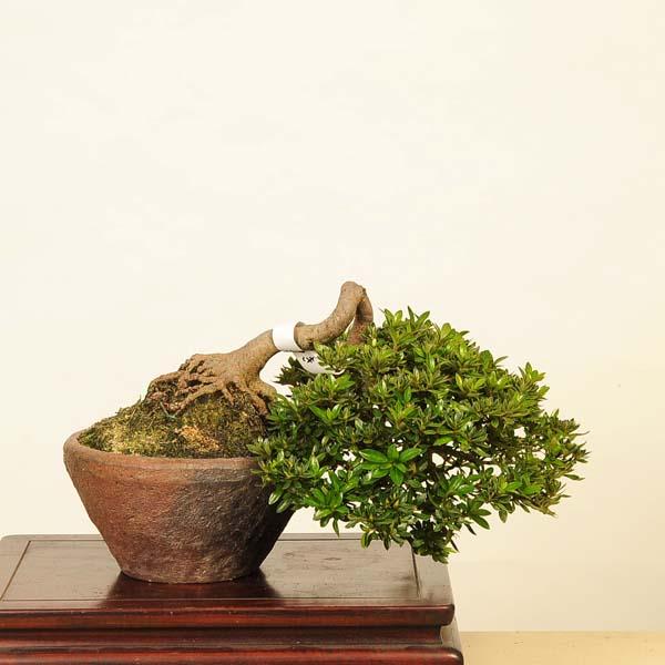 盆栽 特選：皐月 現品*さつき サツキ Satsuki bonsai 中品盆栽 : 遊恵