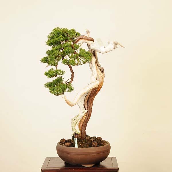 盆栽：特選糸魚川真柏 現品* しんぱく シンパク Sabina chinesis