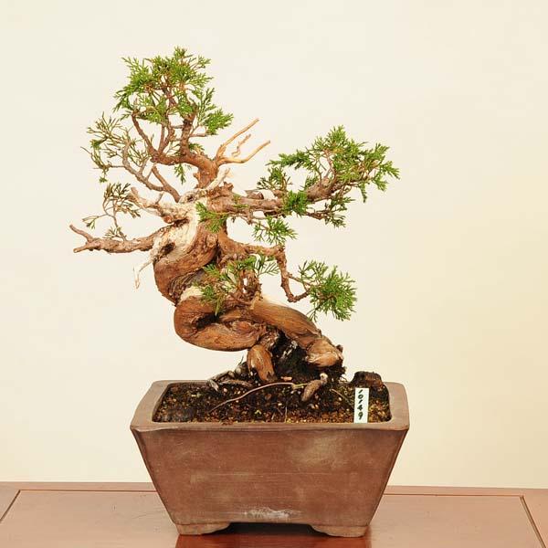 三河盆栽　シンパク　盆栽 三河盆栽 シンパク 盆栽 - メルカリ