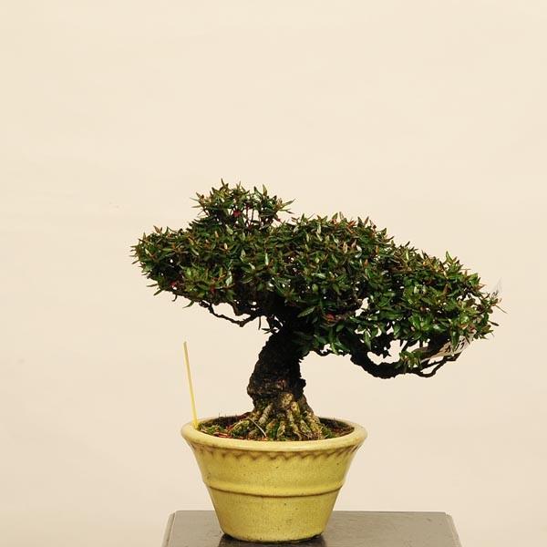 i~́Fkɂ(`JY)@i*Chirimenkazura