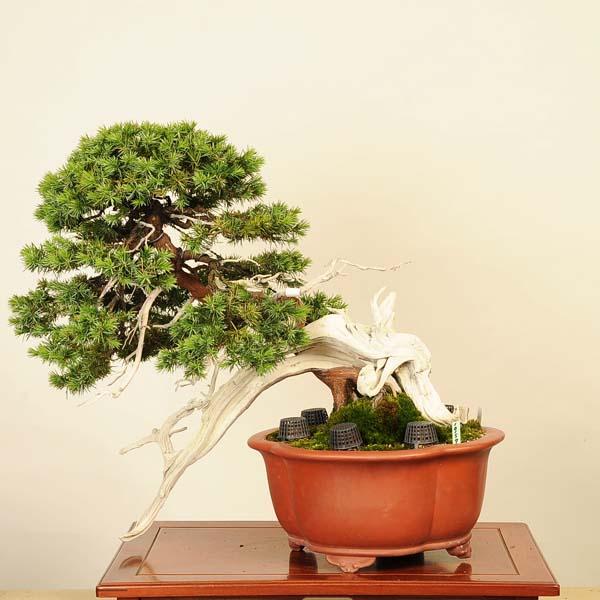 盆栽 特選:杜松(としょう) 現品*トショウ Juniperus rigida 盆栽 特選:杜松(としょう) 現品*トショウ Juniperus rigida