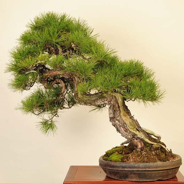 盆栽：特選：赤松（アカマツ）*現品あかまつ Akamatsu bonsai 大品盆栽