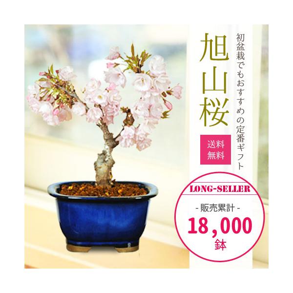 ̓ Mtg 2024~́Fˍ(ˏĔ)*(2024NJԏI)  Ԍ a j R t Mtg gift v[g bonsai i摜