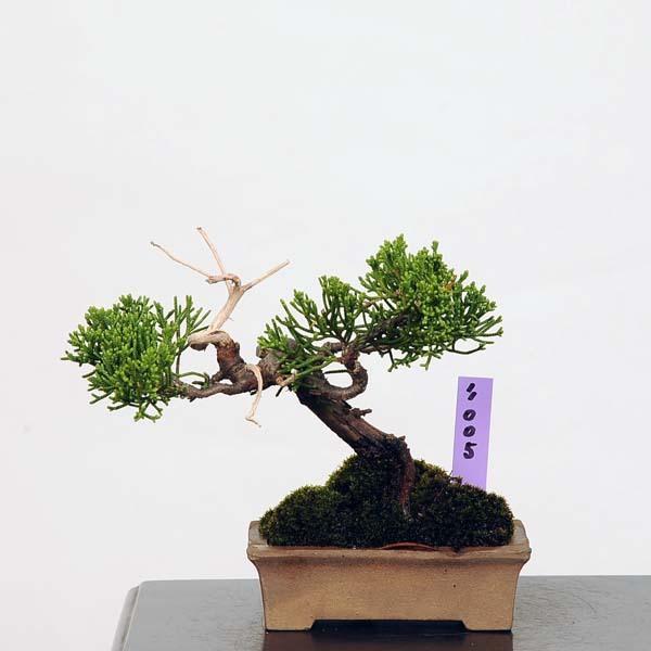 ミニ盆栽 糸魚川真柏 現品 送料無料 Shinpaku v 遊恵盆栽 Yahoo 店 通販 Yahoo ショッピング