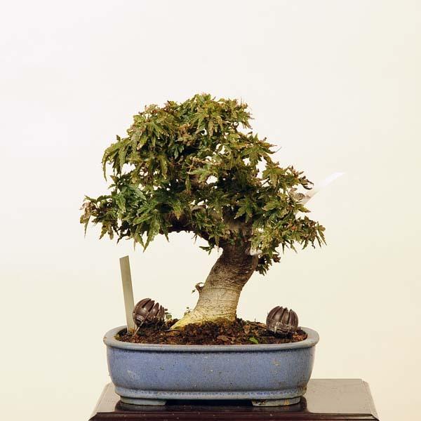 もみじ 小品盆栽 盆栽 植木の人気商品・通販・価格比較 - 価格.com もみじ 小品盆栽 盆栽 植木の人気商品・通販・価格比較 - 価格.com