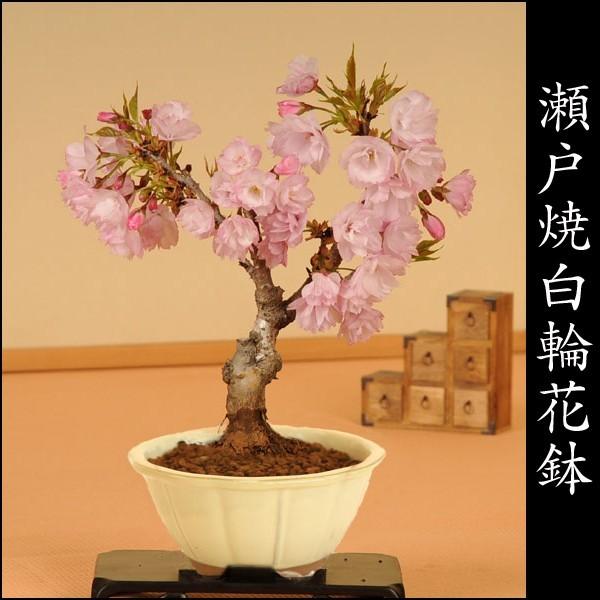 ̓ Mtg 2024~́Fˍ(ˏĔ)*(2024NJԏI)  Ԍ a j R t Mtg gift v[g bonsai i摜2