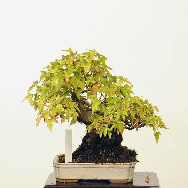 100％本物保証！ 利根さび石 植木鉢 盆栽鉢 general-bond.co.jp