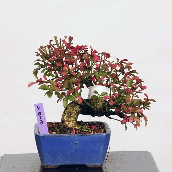 ミニ盆栽 こまゆみ 現品 コマユミ Komayum I送料無料 v 遊恵盆栽 Yahoo 店 通販 Yahoo ショッピング