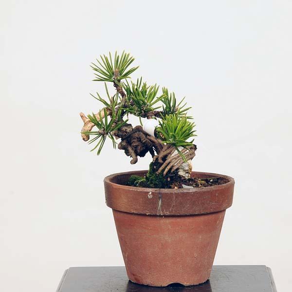 小品盆栽：寸梢黒松 現品*Kuromatsu 送料無料 : 遊恵盆栽 Yahoo