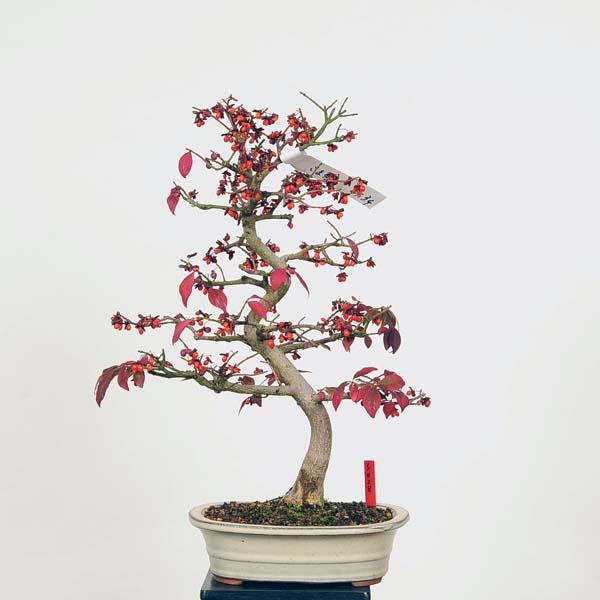 コマユミ 鉢植え 盆栽 こまゆみ 現品 コマユミ Komayumi bonsai