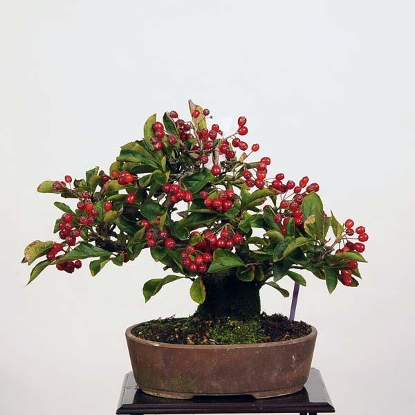 小品盆栽 かまつか 現品 カマツカ 送料無料 Kamatsuka v 遊恵盆栽 Yahoo 店 通販 Yahoo ショッピング