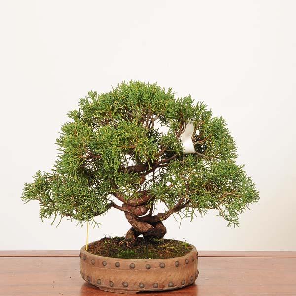 樹種：真柏撮影日：2025年11月06日常緑樹。しっかりと幹模様を楽しめます。サイズ樹高：約26ｃｍ  横幅：約36ｃｍ　鉢径：約18.5ｃｍ水遣り・・・用土の表面が乾いたらあげる。目安は春・秋は1日1-2回、夏1日2回、冬2,3日に1回。...