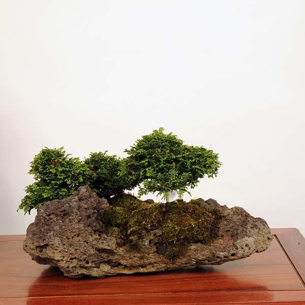 檜（ヒノキ）盆栽 SS007 中品盆栽：特選津山桧（ひのき）石付 現品* ヒノキ hinoki 送料無料