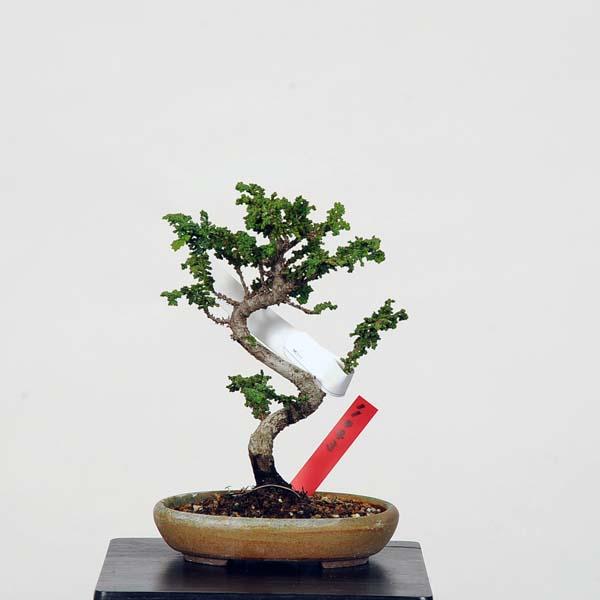 ミニ盆栽：石化桧(ひのき) 現品 *ヒノキ Hinoki : 遊恵盆栽 Yahoo!店