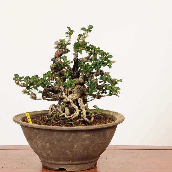 盆栽 特選 長寿梅 中品盆栽の魅力と育て方